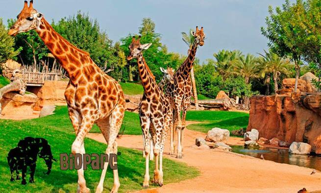 Bioparc Metro Valencia Lägenhet Exteriör bild